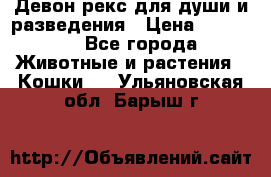 Девон рекс для души и разведения › Цена ­ 20 000 - Все города Животные и растения » Кошки   . Ульяновская обл.,Барыш г.